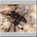 Smicromyrme rufipes - Rotbeinige Spinnenameise 03 5-9mm Paarung.jpg